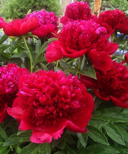 Півонія Red Charm