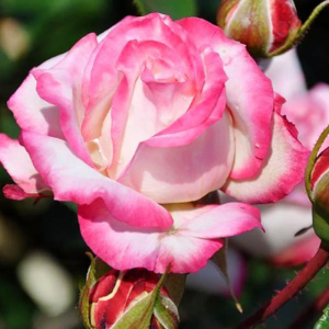Троянда флорібунда Світхарт (Sweatheart)
