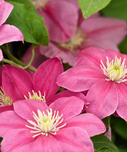 Клематис Little Mermaid