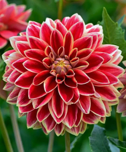 Жоржина Maxime