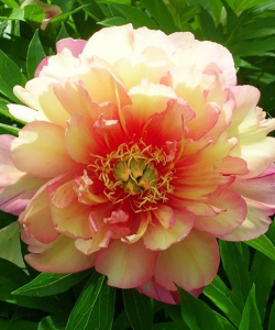 Півонія Julia Rose