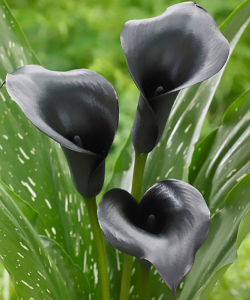 Калла Black Diamond