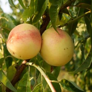 Персик Білий Лебідь