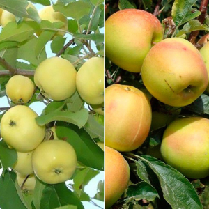 Яблоня дерево сад (Антоновка + Скифское золото)