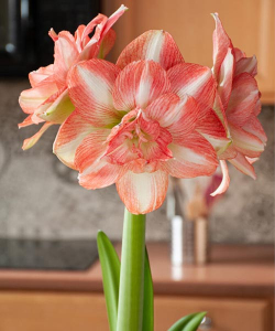 Гіппеаструм Б'ютіфул Емошн (Beautiful Emotion)