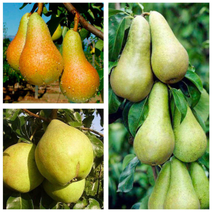 Груша дерево сад (Мария + Аббат Феттель + Конференция)