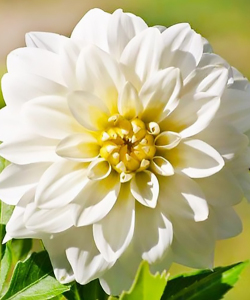 Жоржина Gallery Art Faire