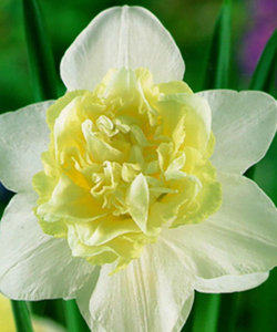 Нарцисс Blues