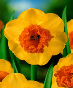 Нарцисс Modern Art