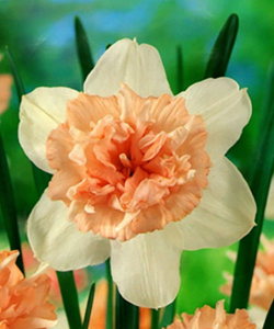 Нарцисс Petit Four