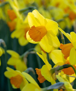 Нарцисс Эстремадура (Estremadura)