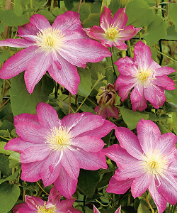 Клематис Asao