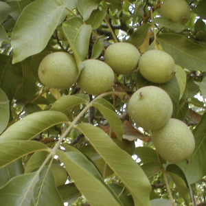 Волоський горіх Велетень (сіянець)