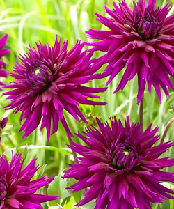 Жоржина Purple Gem