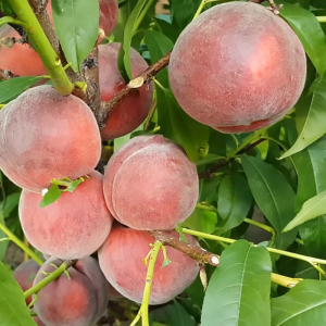 Персика Роял Маджестик