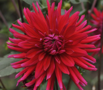 Жоржина Acapulco