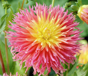 Жоржина Fringed Star