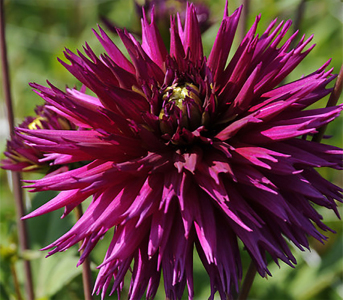 Жоржина Ambition