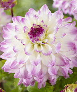 Жоржина Hapet Blue Eyes