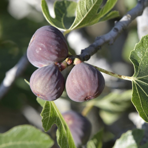 Инжир Шервуд