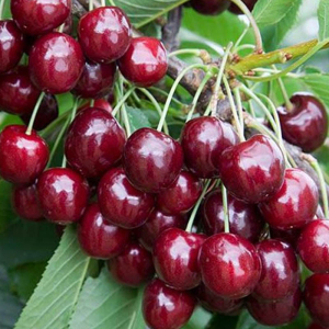 Вишня колоновидна Малютка