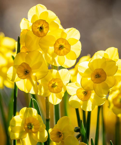 Нарцис Кокопеллі (Kokopelli)