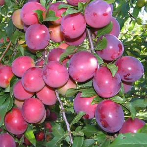 Слива колоновидна Командор