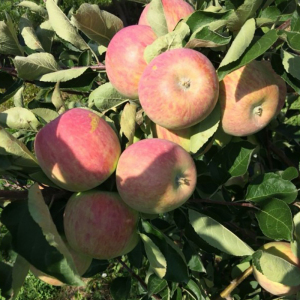 Яблоня Пирус