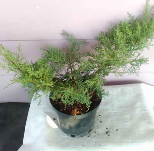 Ялівець віргінський Грей Оул (С2)