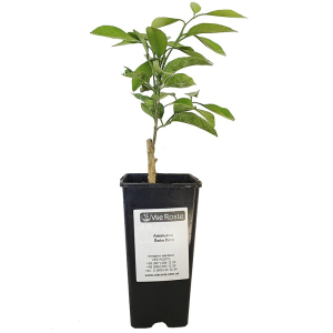 Апельсин Лайн Лате