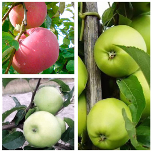 Яблуня дерево сад (Грін Стар + Ерлі Женева + Ерлі Голд)