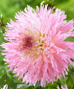 Жоржина Nadia Ruth