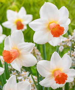 Нарцисс Акцент (Accent)