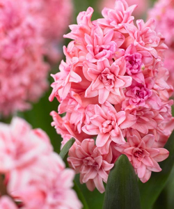 Гиацинт Спринг Бьюти (Spring Beauty)