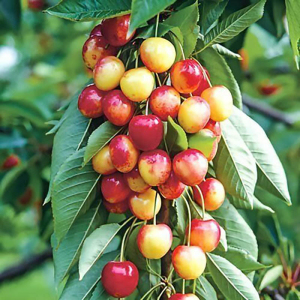 Черешня колоновидна Сабріна