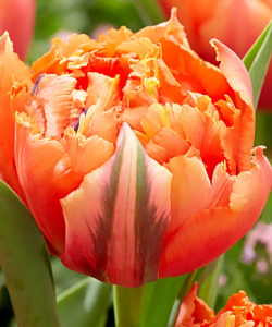 Тюльпан Royal Centennial, 2 шт