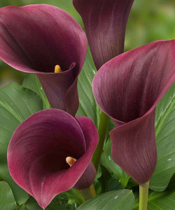 Калла Captain Promise