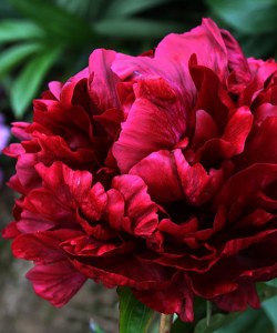 Півонія Francoise Ortegat