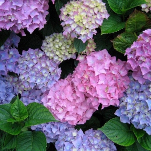 Гортензія Хамелеон