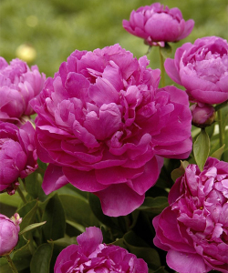 Півонія Riches and Fame