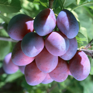 Слива Ренклод Карбышева