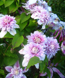 Клематис Josephine