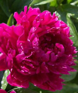 Півонія Karl Rosenfield