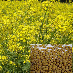 Горчица белая семена 1 кг, Украина