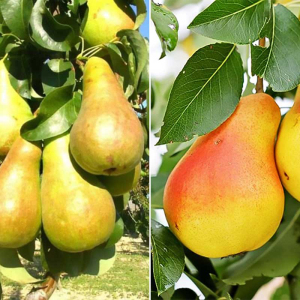 Груша дерево сад (Бере Боск + Уильямс лето)