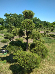 Сосна звичайна Niwaki (WRB)