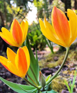 Тюльпан Саншайн Фемили (Sunshine Family), 2 шт