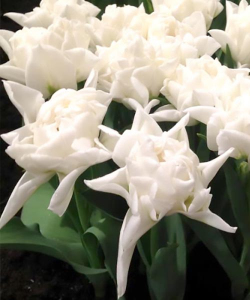 Тюльпан Popcorn, 2 шт