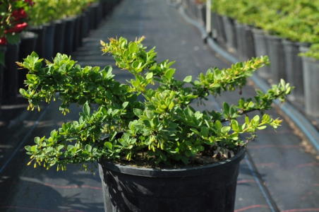 Барбарис Тунберга Грін Карпет (С3)