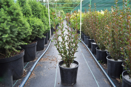 Пузыреплодник Литл Девил (С3)